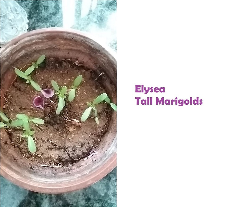 the Tall Mirigold Seed Elysea
