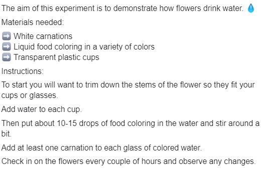 Colour Changing Flowers experiment