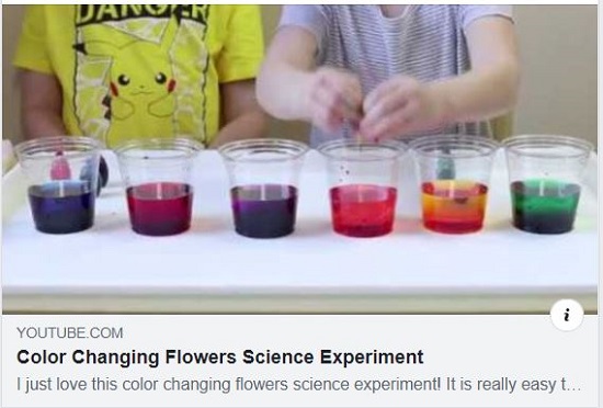 link to  Science Experiment: Colour Chaning Flower 